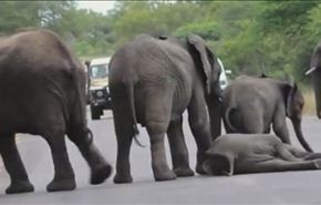 شاهد انهيار فيل في الشارع دفع الفيلة الى....
