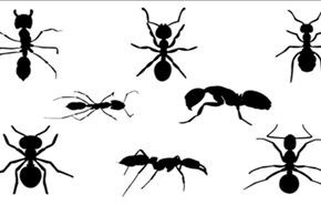 كيف تتخلص من النمل في فصل الصيف.. ببساطة؟