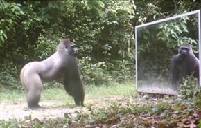 فيديو.. كيف تتصرف الحيوانات عند رؤيتها نفسها بالمرآة؟