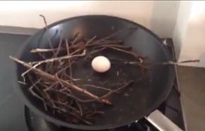 فيديو.. حمامة تضع بيضها في المقلاة!