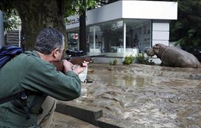 بالفيديو.. أسود ونمور وحيوانات مفترسة في الشوارع بجورجيا