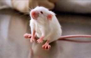 مصل جيني يعالج الفئران من الصمم الخلقي