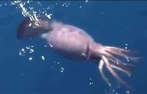 سهم خواهی ماهی مرکب از صیادان روس