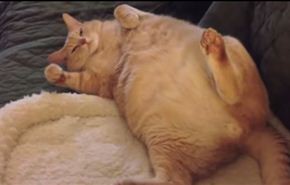 بالفيديو.. كوميديا.. قطة سمينة تحاول النهوض