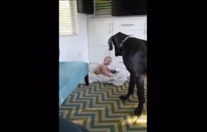 بالفيديو.. عندما يتحايل رضيع على كلب ضخم ويحتل سريره!