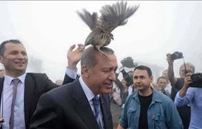 این پرنده روی سر اردوغان چه کرد؟
