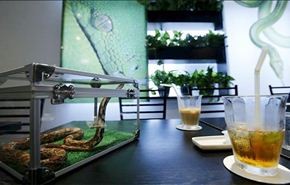 فيديو؛ افتتاح مقهى الثعابين في طوكيو والغرض منه؟