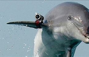 حماس تصطاد دلفيناً مجهزاً بآلة تصويرومعدات تجسس