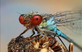 تصاویری زیبا از نمای نزدیک حشرات