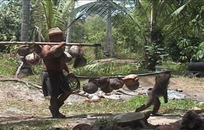 میمون ها در تایلند به مدرسه می روند