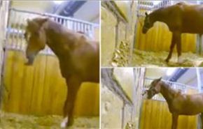 فيديو.. ماذا رصدت كاميرا لحصان في الاسطبل؟