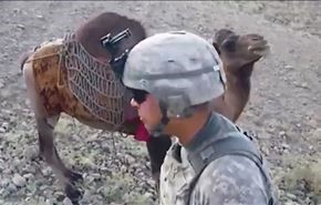 ویدیو؛ لگد شتر افغان به تفنگدار آمریکایی!
