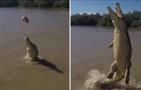 شاهد قفزة أسطورية تمساح يقف على ذيله فوق الماء