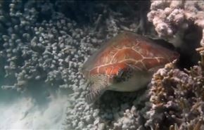 استراليا؛ أبحاث لحماية الشعاب المرجانية من نبات النجم الشوكي