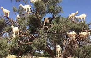أشجار مثمرة بالماعز في المغرب (فيديو)