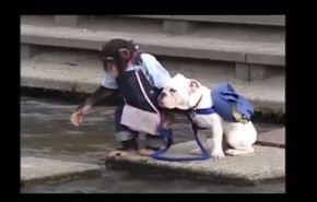 قرد وكلب يعبران نهرا بطريقة طريفة... فيديو