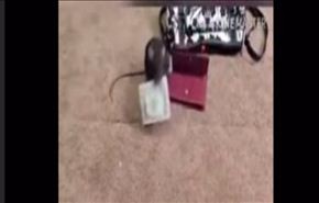 بالفيديو.. فأر يسرق نقودا من داخل محفظة
