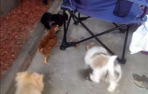 بالفيديو.. كتكوت يخيف 4 كلاب!