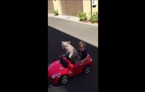 بالفيديو.. هل رايت كلبا يقود سيارة؟!