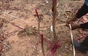 بالفيديو.. الجرذان في مواجهة حقول الألغام