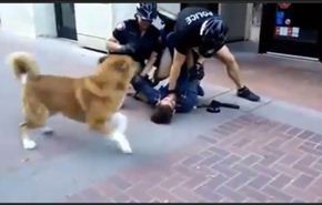 شاهد كيف دافع كلب عن صاحبه أمام رجال الشرطة