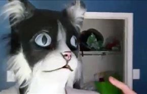 گربه ها چگونه از ماسک ترسیدند؟