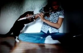 بالفيديو.. ماذا فعلت قطة تكره الموسيقى لصاحبتها؟