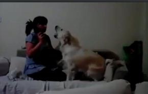 فيديو لرد فعل كلبين يشاهدان أما تضرب ابنها