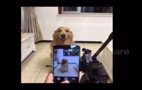 بالفيديو.. لقطات طريفة لكلب يبتسم للكاميرا