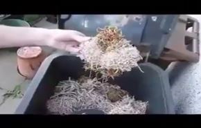 بالفيديو.. نباتات غريبة كلما قطعتها تتكاثر، فما هي؟