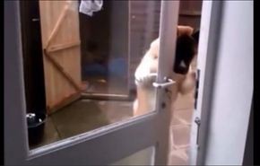 بالفيديو.. كلب يفتح الباب بطريقة طريفة