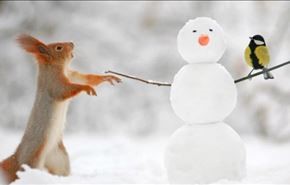 بالصور.. عندما تكون الصداقة قوية بين سنجاب ورجل الثلج