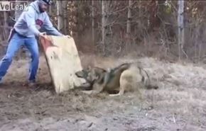بالفيديو: رجل يخاطر بحياته ليحرر ذئب علق بالفخ !