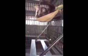 شاهد هذا القرد الذكي كيف يصنع أرجوحة من القماش!!