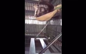 هوشمندی میمون در مهیا کردن محل استراحت + ویدئو