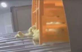 فيديو.. هكذا يتم إعدام الإوز بأعداد هائلة في فرنسا