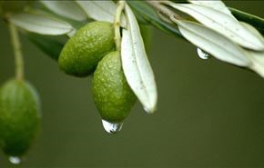 فوائد علاجية مذهلة لأوراق شجرة الزيتون