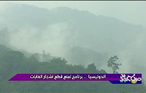 اندونيسيا.. برنامج لمنع قطع أشجار الغابات