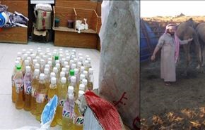 فیلم نوشیدن ادرار شتر توسط تبعه سعودی!