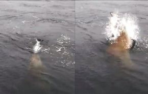 فيديو لسمكة تنتزع أخرى من صياد