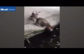 فيديو... سمكة تخرج من الماء وتلتهم قطة