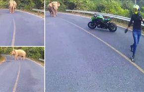 بالفيديو لحظة هروب سائقة دراجة من فيل قَطَع طريقها
