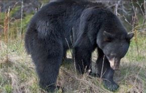 فیلم؛ حمله دلخراش روستائیان به خرس سیاه