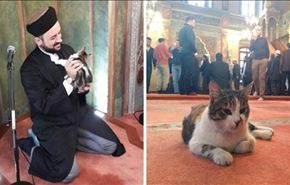 شاهد شيخ يستضيف قططا ضالة بالمسجد لحمايتها من البرد