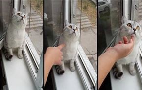 این گربه چرا خیره شده است؟ + ویدئو
