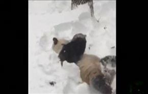 فيديو.. تيان تيان يرتمي في احضان الثلوج