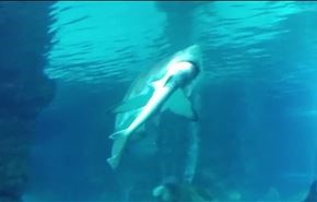 فيديو.. قرش يبتلع سمكة قرش أخرى أمام الزوار