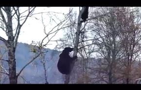 لقطات مرعبة لرجل يتسلق شجرة هربا من دب غاضب+فيديو