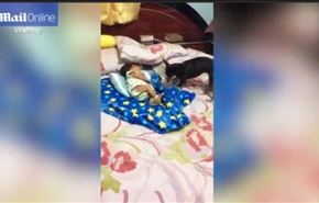 فيديو طريف... كلب يغطي طفلا صغيرا نائما