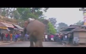 فيديو.. فيل غاضب يدمر 100 منزل ومتجر